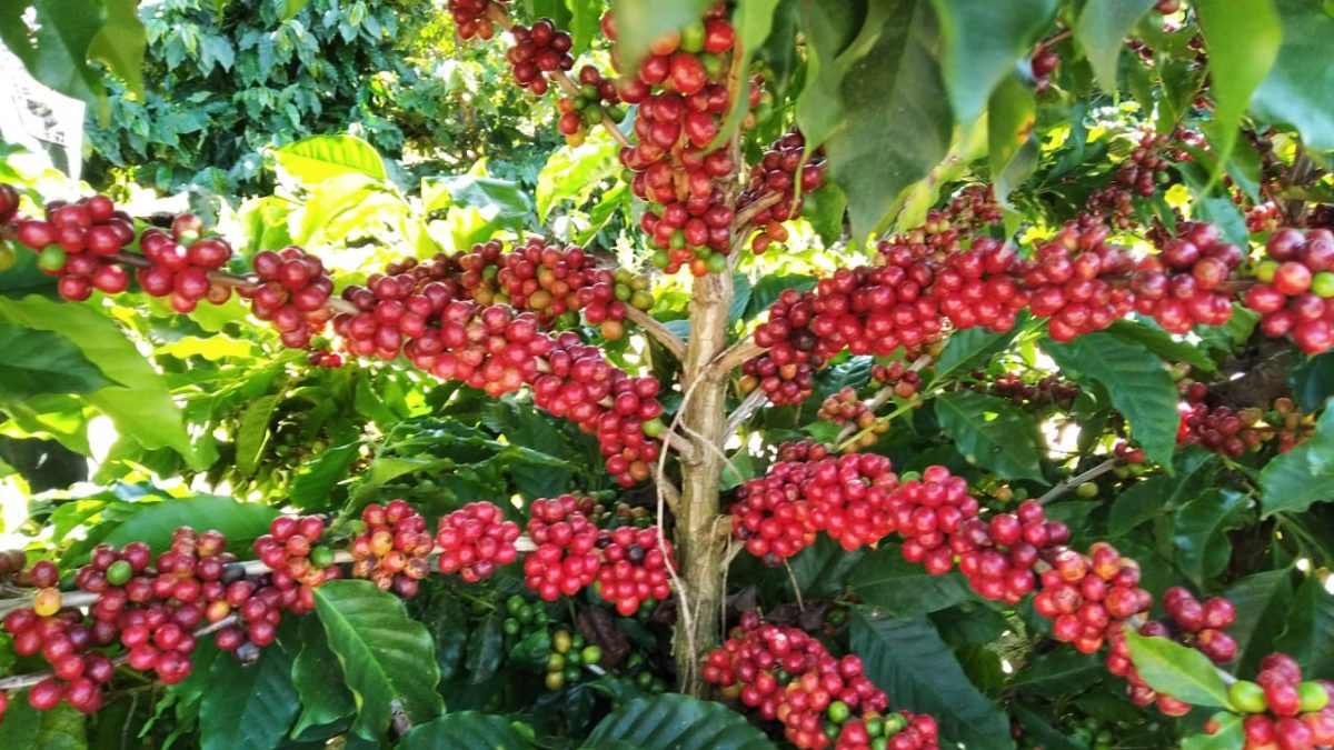 Pesquisa revela potencial catarinense para produzir café especial