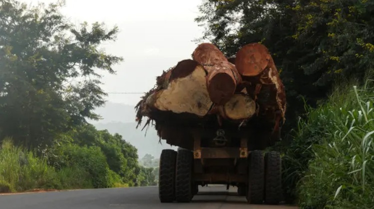É preciso zerar o desmatamento da Amazônia o quanto antes, alerta cientista