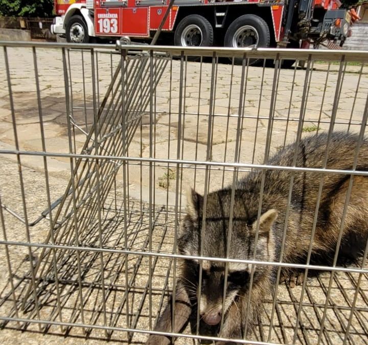 Bombeiros resgataram animal silvestre em área urbana e devolveram a seu Hábito natural em santa catarina